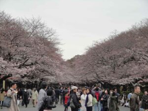 2011年4月上野公園（花見）